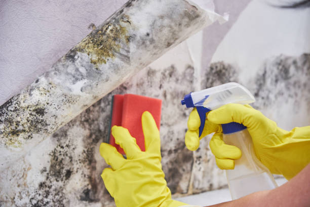 Best Mold Damage Restoration  in Lower Grand Lagoon, FL